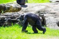 Single Cute chimpanzee monkey walking on green grass at a Zoo.