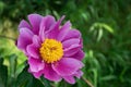 Single cyclamen pink peony flower with yellow stamens on blurry green grass background.