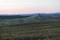 A single cypress tree in the middle of a field in Val d`Orcia or Valdorcia in Tuscany, a very popular destination Royalty Free Stock Photo