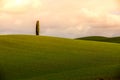 The single cypress at the Tuscany hills