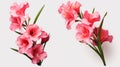 Realistic Gladiolus Vector Illustration On White Background