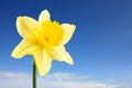 Single daffodil and sky