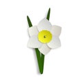 A Single Daffodil Spring Flower With Stem And Leaves Isolated On A White Background