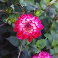 Single Dahlia with bright pink blossom `Binky` variety