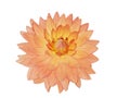 Single Dahlia Flower