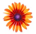 Single dahlia flower
