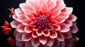 A single Dahlia flower very close view