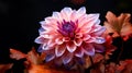 A single Dahlia flower very close view