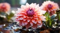 A single Dahlia flower very close view