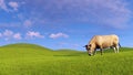 Single dairy cow graze on green hills