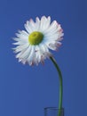 Single daisy 3