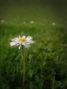 Single Daisy Flower