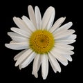 Single Daisy on black background