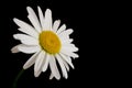 Single Daisy on black background Royalty Free Stock Photo