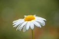 Single Daisy Bloom - White Petals and Sexy Yellow Center Royalty Free Stock Photo