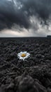 Single daisy blooming on cracked earth under stormy sky