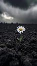Single daisy blooming in dark soil against cloudy sky