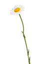 Single daisy close-up on a white background Royalty Free Stock Photo