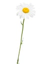 Single daisy close-up on a white background Royalty Free Stock Photo