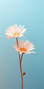 Elegant Daisy Mobile Wallpaper: Minimalist Design With Distinctive And Tcl 8-series