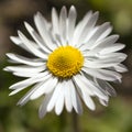 Single daisy flower