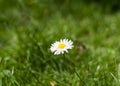 Single daisy flower on grass field on sunny spring day Royalty Free Stock Photo