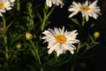 California Garden Series - White with Yellow Daisy Flower - Oxeye Daisy (Leucanthemum vulgare) - Shasta Daisy