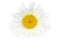 Single daisy flower