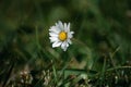 Single daisy flower in a lush green grassy field, illuminated by a bright sunlight Royalty Free Stock Photo