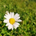Single daisy flower on a meadow in summer.