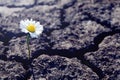 Single daisy flower sprouts through dry cracked soil