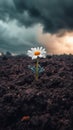 Single daisy growing in dark soil against a cloudy sky