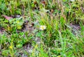 A single Daisy grows in the summer in the grass in a clearing