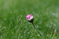 a single daisy stands in the grass Royalty Free Stock Photo