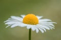 Single Daisy - White Petals and Sexy Yellow Center Royalty Free Stock Photo