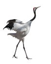 Single dancing japanese crane