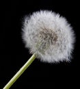 Single dandelion.