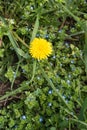 Single dandelion above many blue flowers of veronica