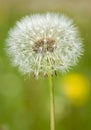 Single Dandelion Blowball Macro Close-up