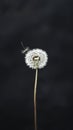 Single dandelion with a floating seed against a dark background Royalty Free Stock Photo