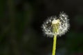 A single dandelion flower on black background with copy space. Wild nature blossom Royalty Free Stock Photo