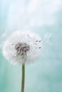 Single dandelion flower with flying feathers on light background. Beautiful nature poster