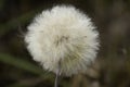 A single Dandelion flower isolated