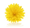 Single dandelion flower isolated on white