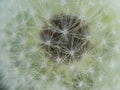 Dandelion seedhead close up top view Royalty Free Stock Photo