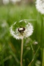 a single dandelion flower is shown in front of a blurred backdrop Royalty Free Stock Photo