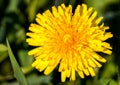 Single dandelion in front of green grass