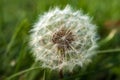 A single dandelion on green background in early fall