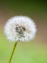 Single dandelion on green background Royalty Free Stock Photo