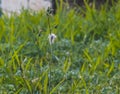 A single dandelion in a green field of grass. Royalty Free Stock Photo